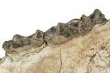 Fossil Titanothere (Megacerops) Jaw - South Dakota #249237-4